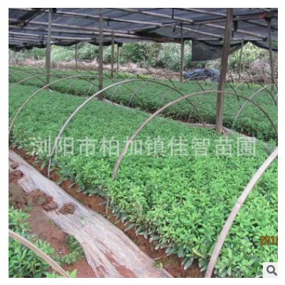 苗農基地春鵑小苗 工程綠化苗木春鵑 綠化景觀苗木批發