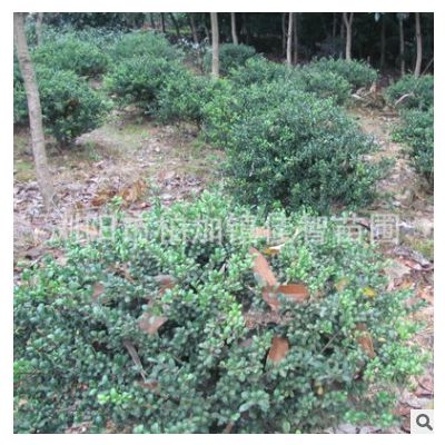 基地批發龜甲冬青球 工程綠化苗木灌木 常綠型苗木 龜甲冬青苗