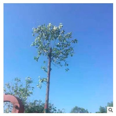 出售綠化苗木香樟樹 香樟價格 胸徑18公分 樹形優(yōu)美 香樟價格實惠