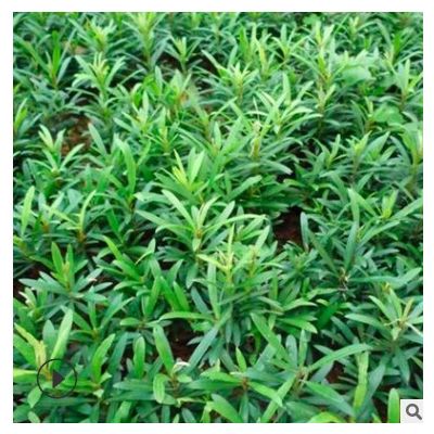 長期供應(yīng)羅漢松苗木 精品羅漢松苗木批發(fā) 湖南苗圃直銷 貨源充足