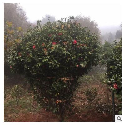 庭院綠化樹茶花球 苗木基地自產(chǎn)自銷 貨源充足 價格實惠