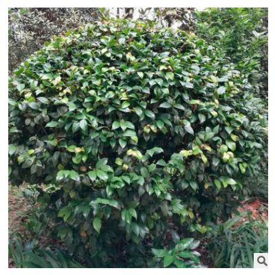 綠化苗木山茶花 湖南山茶花苗 貨源充足 價格實惠 可批發(fā)