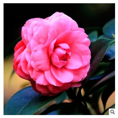 長期供應(yīng) 精品茶花球 市政園林綠化茶花樹 花香四溢 花期長 價低