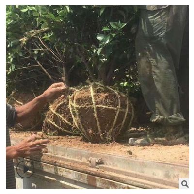 直供茶梅樹 行道景觀綠化樹茶梅 貨源充足 多規(guī)格 易成活
