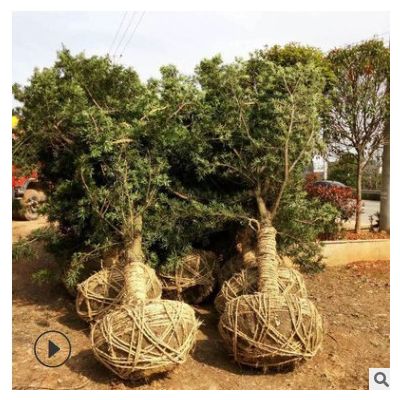 直供精品羅漢松樹 庭蔭景觀苗木羅漢松樁景 貨源充足 多規(guī)格