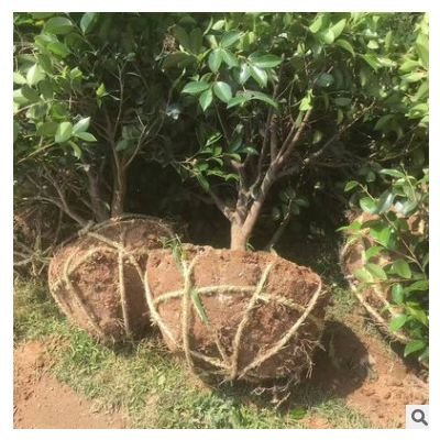 精品高桿茶梅樹價格 庭院景觀綠化苗木茶梅樹 基地批發(fā) 價格實惠