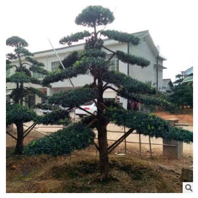 庭院景觀羅漢松 綠化苗木羅漢松批發 胸徑12公分羅漢松樹