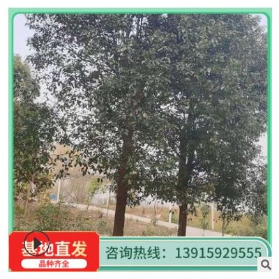 苗圃批發 香樟基地 從生香樟樹苗 四季常青 行道樹 歡迎訂購