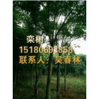 今日欒樹最新報價信息_江西哪家的欒樹價格便宜_專業欒樹供應基地