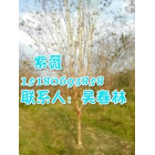 供應不同規格紫薇價格_哪里的紫薇價格便宜_江西紫薇批發