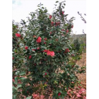 1.5-2米冠茶花供應_茶花哪里最便宜