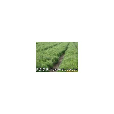 供應(yīng)油松20cm小苗