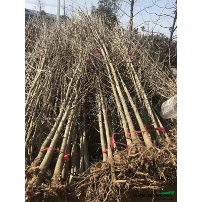 紅冠紅楓小苗價格，邳州市優質紅冠紅楓基地，今年哪里的紅冠紅楓