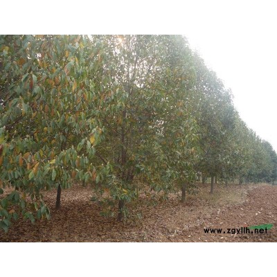 河南供應(yīng)山茱萸 山茱萸價(jià)格 山茱萸基地規(guī)格*