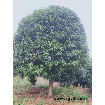 廣西桂花樹  廣西桂花 廣西精品桂花樹