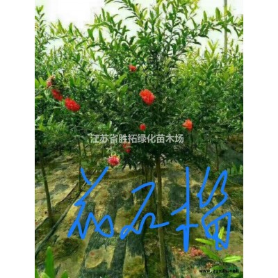 大小規(guī)格40-60公分冠幅衛(wèi)矛球 江蘇衛(wèi)矛球 價(jià)格基地