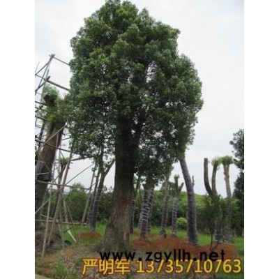紅花木蓮18-40公分