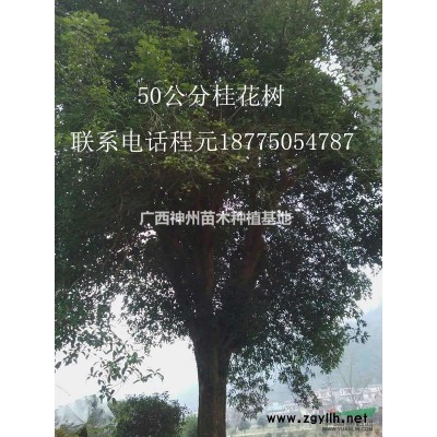 廣西銀杏15-20公分20-30公分25-35公分低價供應(yīng)