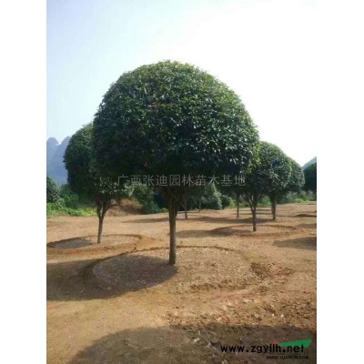 供應(yīng)廣西、桂花樹