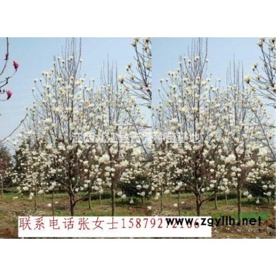 大量楓香小苗低價(jià)出售、九江楓香小苗供應(yīng)、江西楓香小苗批發(fā)