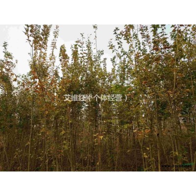 湖北荊門供應(yīng)5----10cm桂花5000棵.包園價優(yōu)！