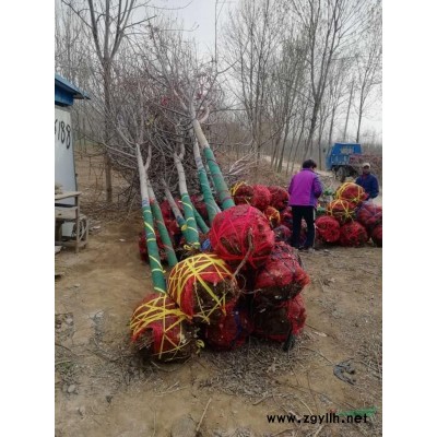 濟(jì)寧市兗州區(qū)愛(ài)鑫苗木種植專(zhuān)業(yè)合作社法桐發(fā)貨裝車(chē)圖片