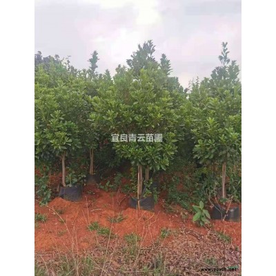 云南廠家基地供應(yīng) 繡球花  品種優(yōu)良 花色多，規(guī)格齊