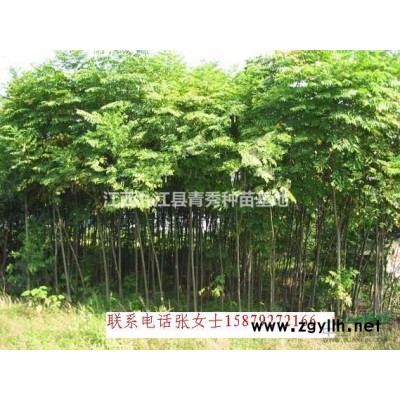 江西九江大葉女貞苗木出售，大葉女貞批發(fā)，大葉女貞供貨電話