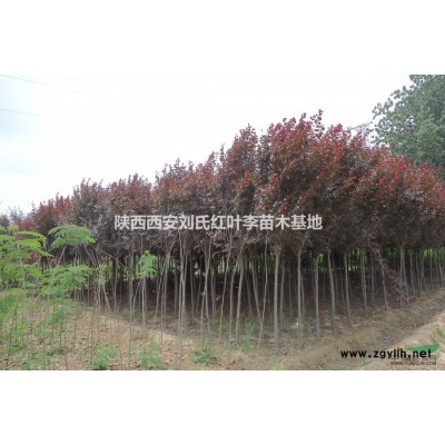 現(xiàn)有數(shù)萬株紫藤急需出售