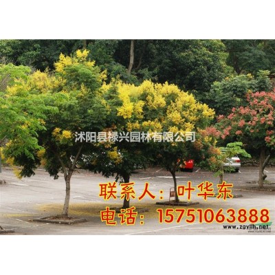 雪松價(jià)格3元 高1米 雪松小苗價(jià)格 2019新報(bào)價(jià)表