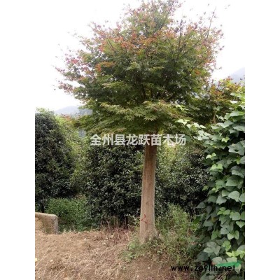 廣西桂林長(zhǎng)期供應(yīng)15一30公分大桂花