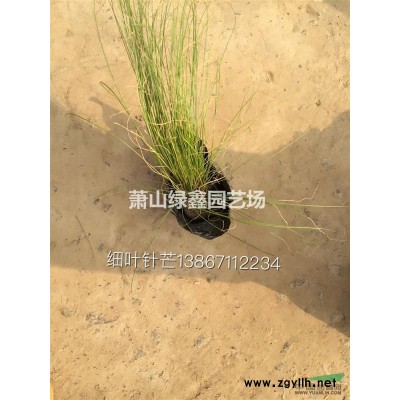 大量供應(yīng)80-150精品金森女貞球
