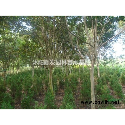 江蘇[產(chǎn)品]江蘇繡線菊行情報價-圖片展示-產(chǎn)地直銷-規(guī)格*