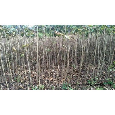 陜西漢中紅葉石楠基地 高桿 紅葉石楠價格4公分25元起