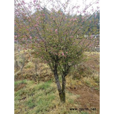 大量批發(fā)零售浙江高規(guī)格西府海棠苗，西府海棠樹苗