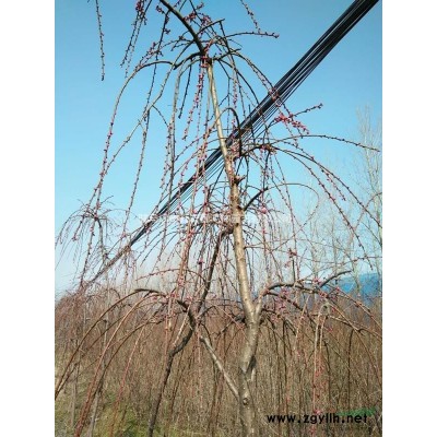 新品種紅運(yùn)垂枝
