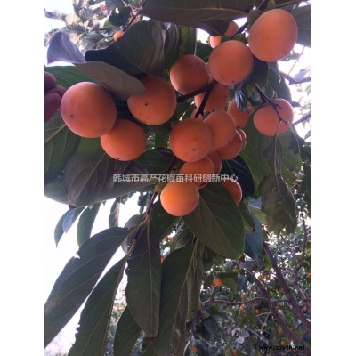 基地坐落于：陜西韓城市 哪里有獅子頭大紅袍花椒苗賣無刺花椒苗