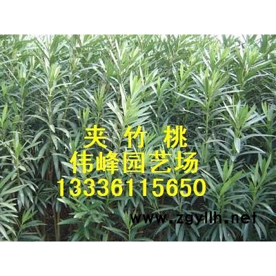 梔子花、十大功勞、八角金盤(pán)、茶梅、蚊母、熊掌木等綠化色塊苗木
