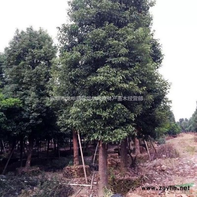 農戶低價批發/銷售質優價廉/地苗/袋苗精品扶桑/朱槿/薔薇