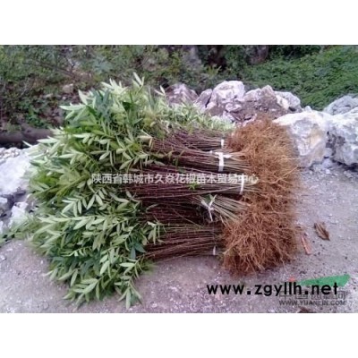 花椒苗、皂角苗、國槐、五角楓、小葉女貞、金葉女貞、香花槐、核