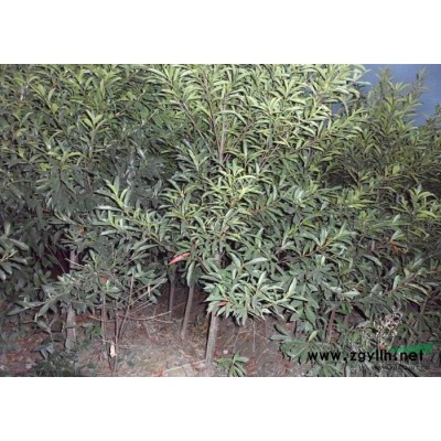 供應(yīng)5一6公分的樂(lè)昌含笑
