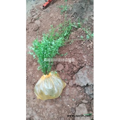 大葉女貞樹苗種植基地，批發一年生大葉女貞小苗 周至苗木花卉批