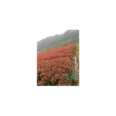 大批紅葉石楠好苗特價(jià)出售