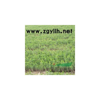 陜西內(nèi)蒙甘肅寧夏 營養(yǎng)缽紅葉李 低價批發(fā)營養(yǎng)杯紫葉李 量大從