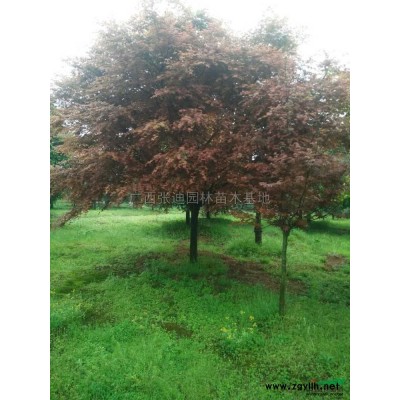 廣西地區(qū)供應(yīng)10/50公分的國槐