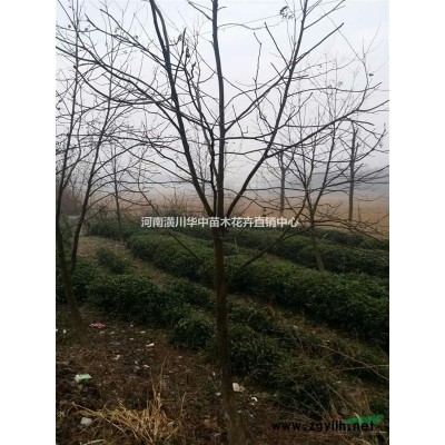 國槐低價批發(fā)出售-河南潢川華中苗木花卉基地直銷中心報價格表