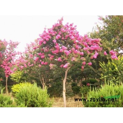 江蘇地區(qū) 西府海棠，木槿，櫻花，大葉女貞，碧桃，國(guó)槐