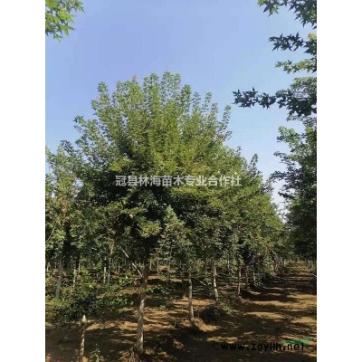 聊城國槐15公分國槐16公分國槐17公分國槐18公分國槐甩賣