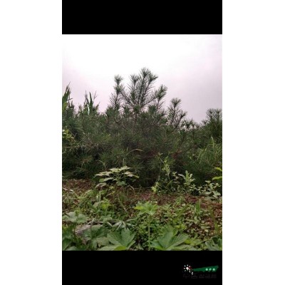河北地區白皮松供應