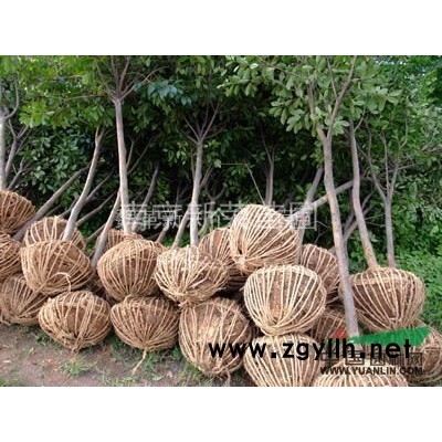 供應(yīng)南京廣欒樹  價格優(yōu)惠質(zhì)量保證